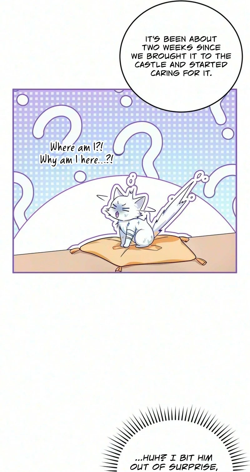 The Cunning Fox's Bold Circumstances Chapter 1, page 36